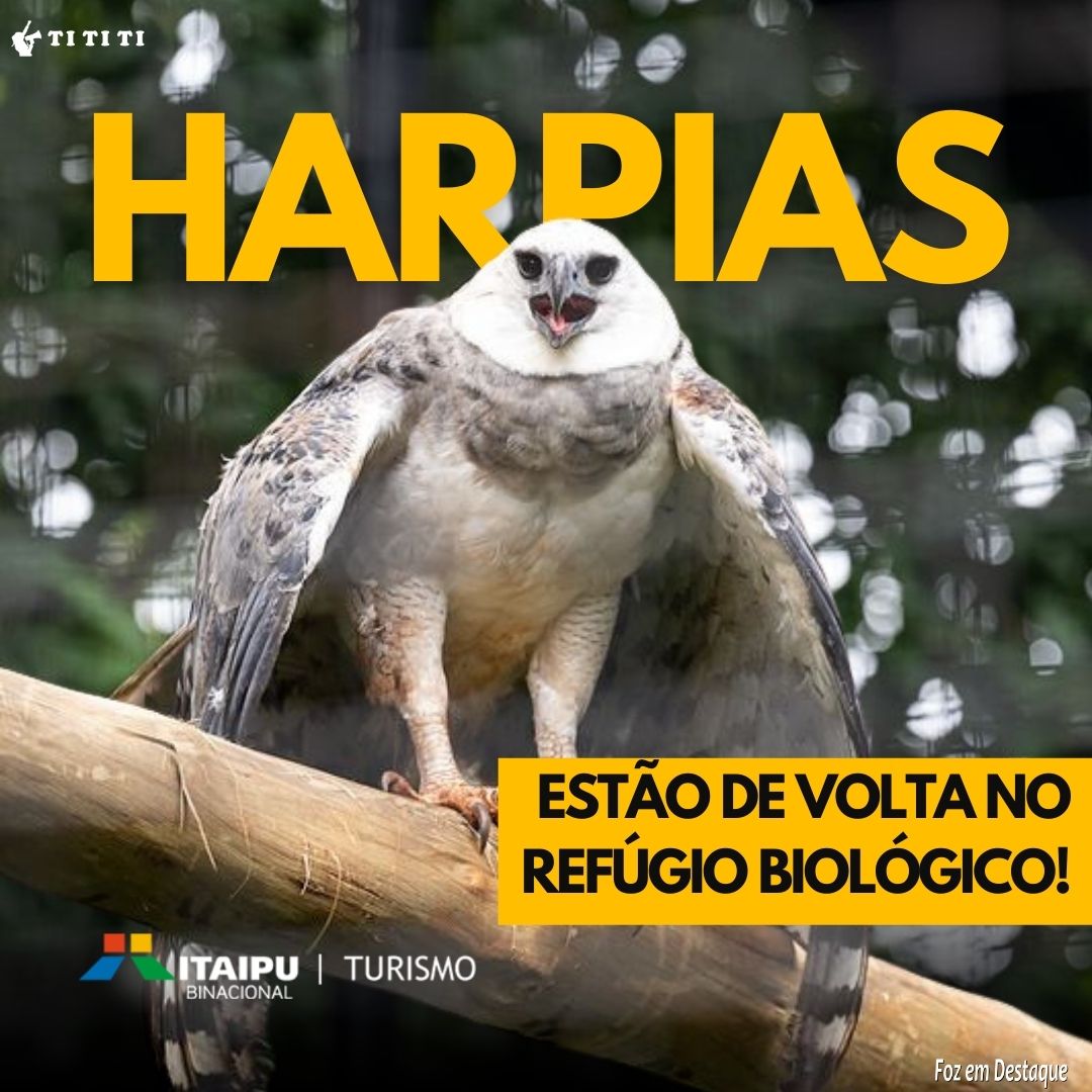 As harpias estão de volta no Refúgio Biológico! tititi-itaipu