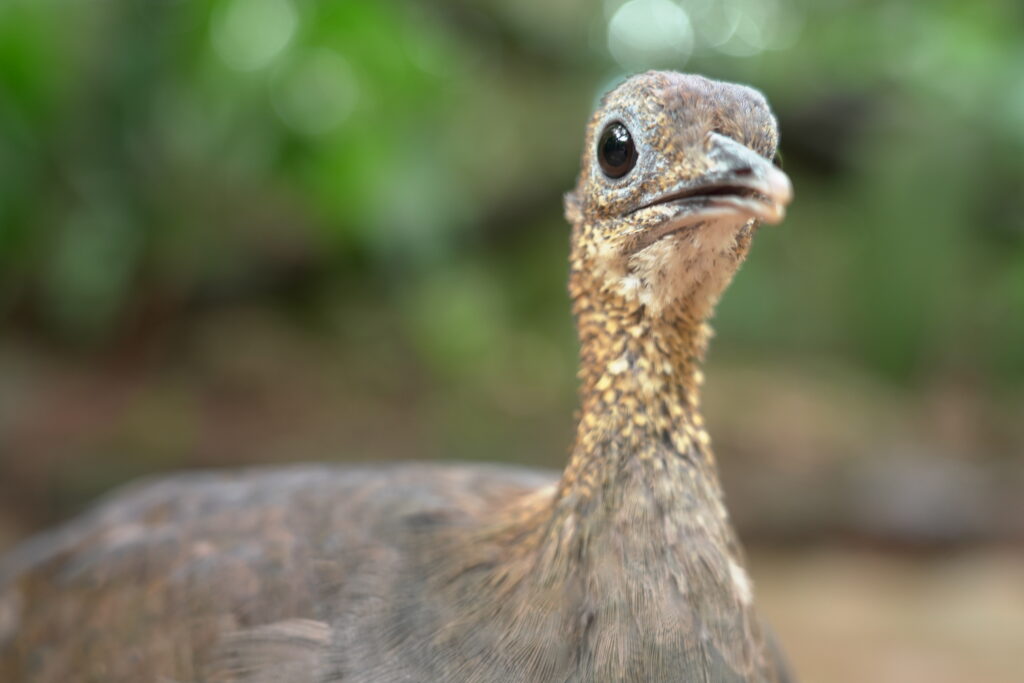 Colônia Férias Foz Iguaçu  2026 Parque das Aves 
FozEmDestaque
Preservação - Ecologia
